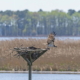 Osprey Leaving the Nest in the Blackwater Wildlife Refuge in Maryland