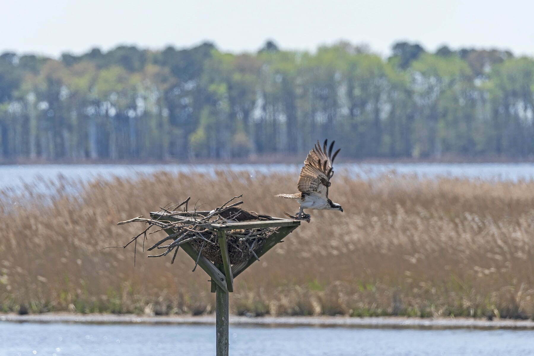 Backwater hot refuge