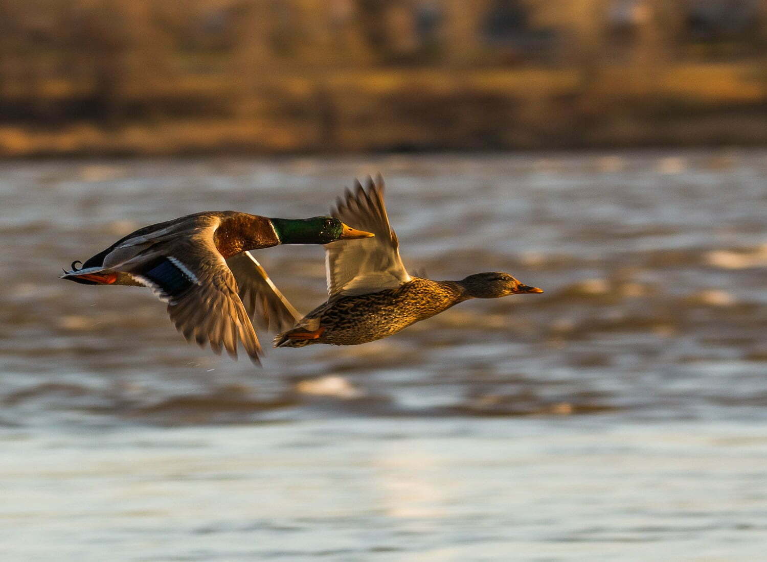 321WE ARE LIVE - East Coast Waterfowl